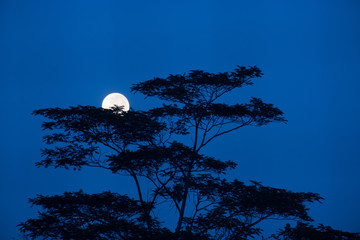 Moon on the tree shadow