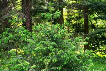 Coniferous forest in summer in sunny weather