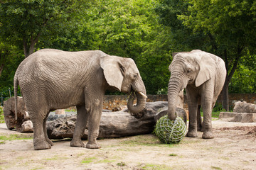 Słonie w zoo - obrazy, fototapety, plakaty