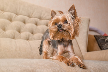 Dog yorkshire terrier on the couch