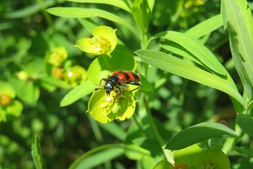 Trichodes apiarius on spurge flowers