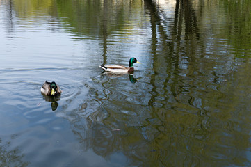 two ducks swim in the lake