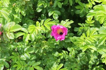 Pink flower