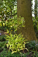flowers in the garden