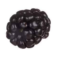 single blackberry isolated on white background