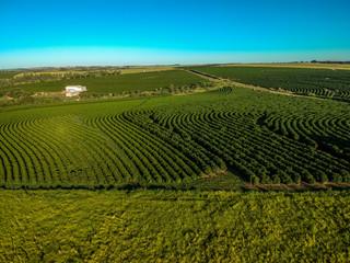 aerial viewof green coffee field in Brazil