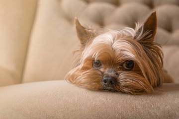Dog yorkshire terrier on the couch