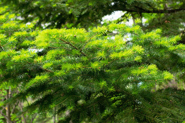 Coniferous forest in summer in sunny weather