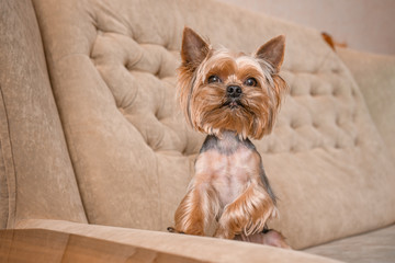 Dog yorkshire terrier on the couch