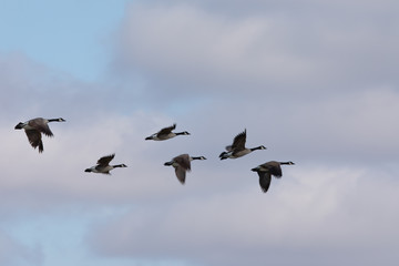 Canada geese flying in very tight formation against cloudy sky, seen in the wild near the San...