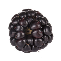 single blackberry isolated on white background