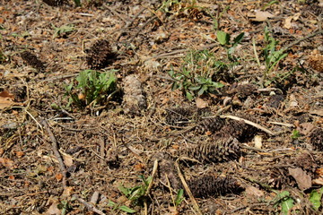 Pine tree cones on the bark