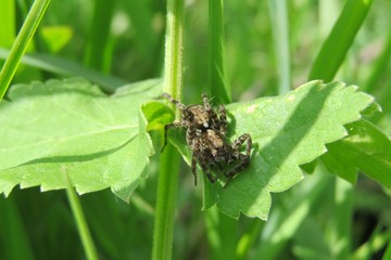 Tarantula spider on green plant in the garden, closeup