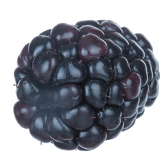single blackberry isolated on white background