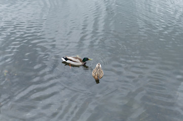 two ducks swim in the lake
