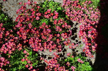 flowers in the garden