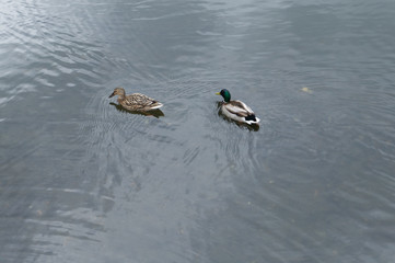 two ducks swim in the lake