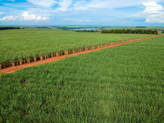 Green sugar cane field on Sao Paulo state, Brazil