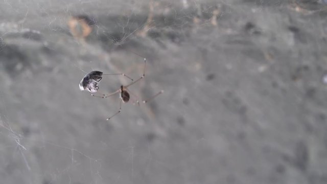 Spider while making cocoon on a web trapped fly