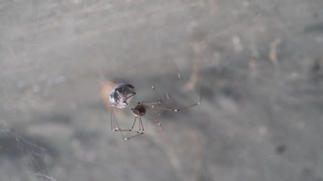 Spider while making cocoon on a web trapped fly