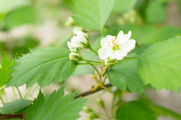Bush with small white flowers
