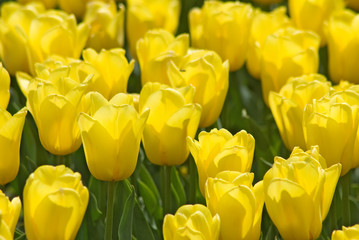 image of beautiful flowers 