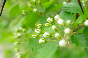 Bush with small white flowers