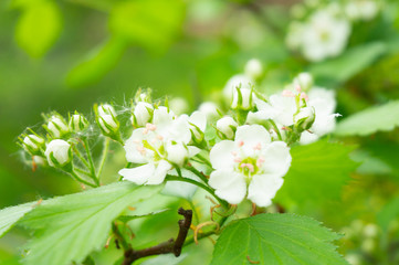 Bush with small white flowers