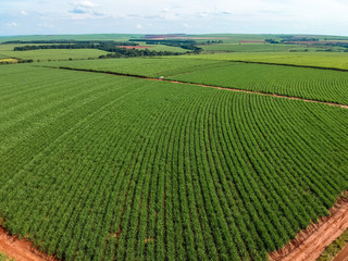 Green sugar cane field on Sao Paulo state, Brazil