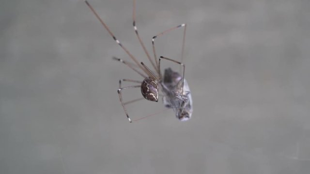Spider while making cocoon on a web trapped fly