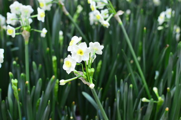 white spring flowers in the garden