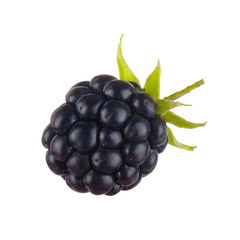 single blackberry isolated on white background