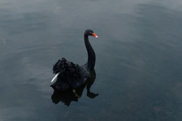 black Swan swimming in the pond