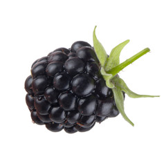 single blackberry isolated on white background