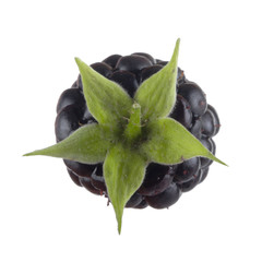 single blackberry isolated on white background