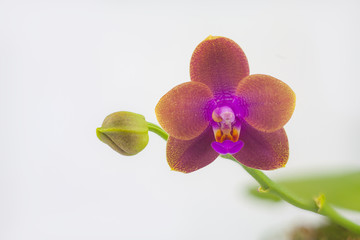 Beautiful rare orchid in pot on White background