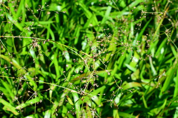 green grass with water drops