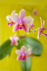 Beautiful rare orchid in pot on yellow background
