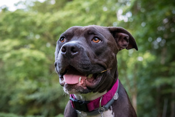 A dark colored pit bull sits calmly in the grass with a smile