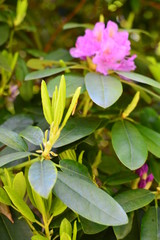 flower in the garden