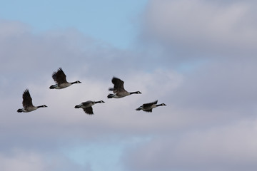 Canada geese flying in very tight formation against cloudy sky, seen in the wild near the San Francisco Bay