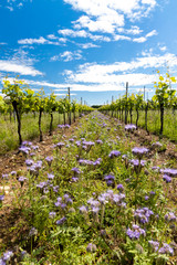 floral spacing in organic vineyard, Moravia, Czech Republic