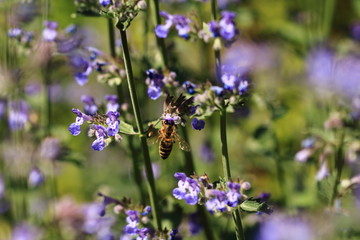 Biene an der Lavendel