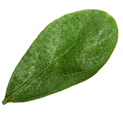 Fototapeta na wymiar green leaf of honeysuckle isolated on white background