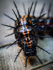 cockroach on a background