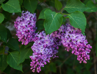 Branches of light purple lilac with green leaves in May.