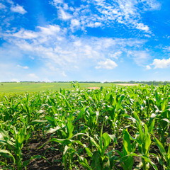 Fototapeta na wymiar Green field with corn. Blue cloudy sky.
