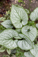 Heartleaf brunnera, Siberian bugloss ( Brunnera macrophylla 'Jack Frost ') in garden