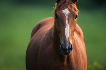 portrait of brown horse