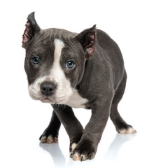 Mystified blue American Bully puppy curiously walking